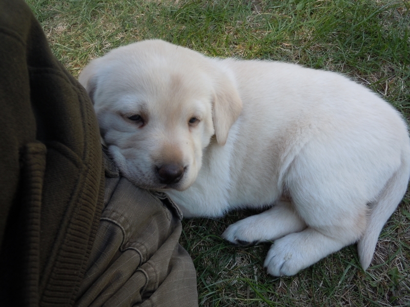 Pigeon River Labrador Puppies